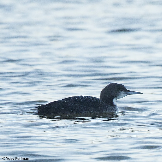 Pacific Diver, Yoav Perlman