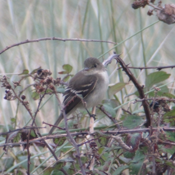 Alder Flycatcher, Simon Gillings