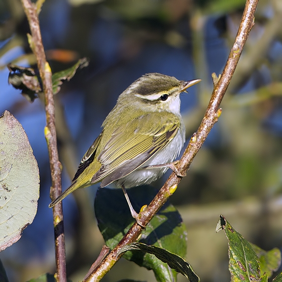 Eastern Crowned Warbler, Yoav Perlman