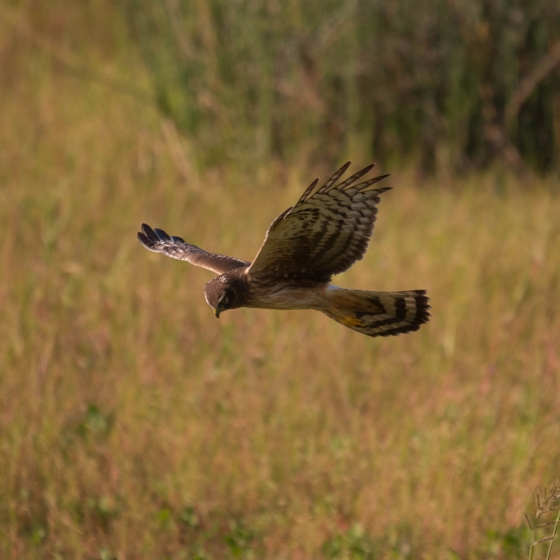 Northern Harrier, Philipp Boersch-Supan