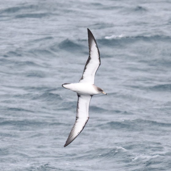 Scopolis Shearwater, Brendan Doe