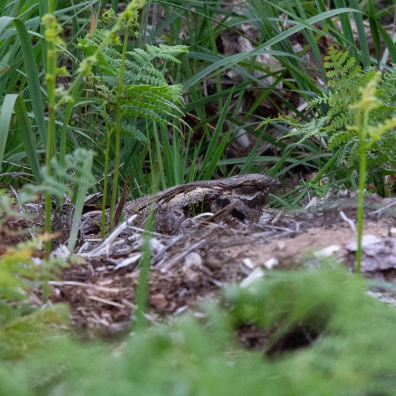 Nightjar, Mike Toms