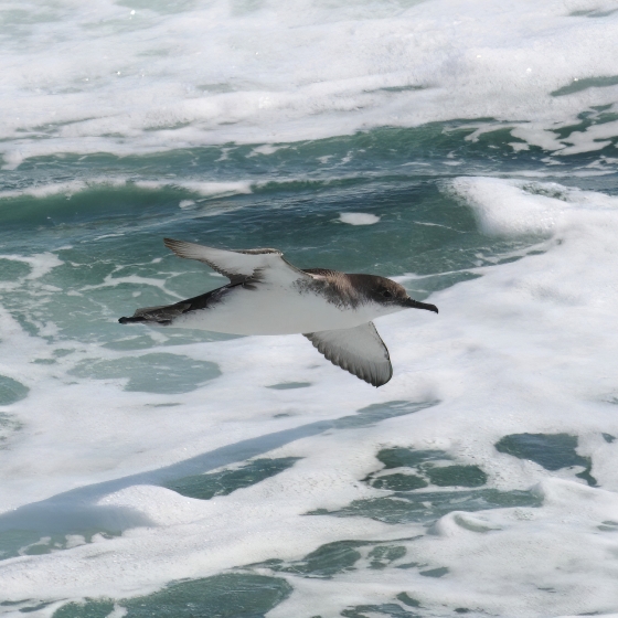 Yelkouan Shearwater, Brendan Doe