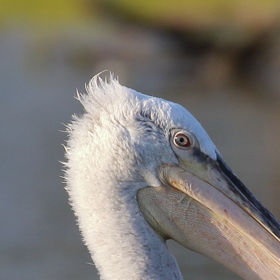 Dalmatian Pelican, I A Ashworth