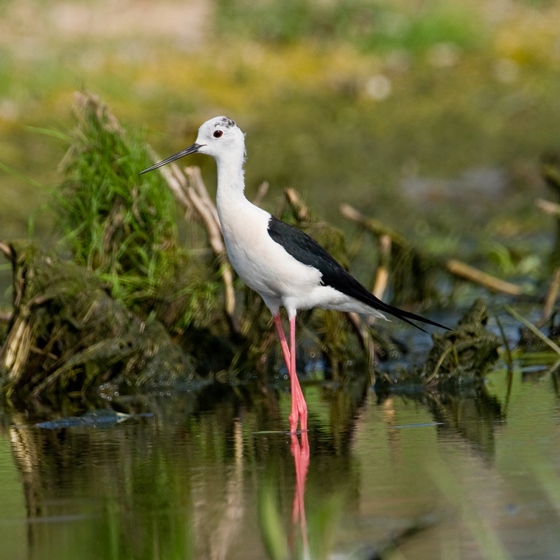 Black-winged Stilt, Chris Knights