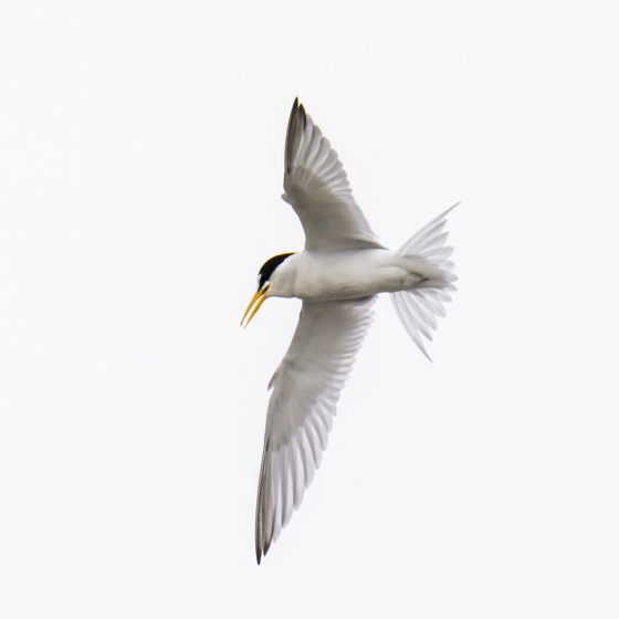 Least Tern, Ruth Walker