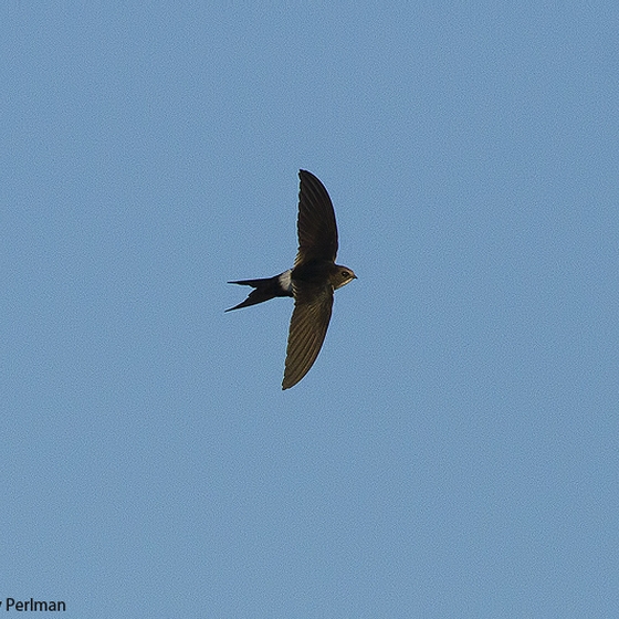 White-rumped Swift, Yoav Perlman