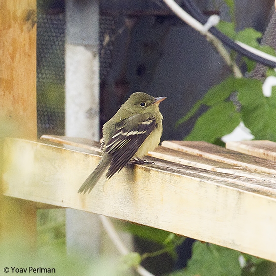 Acadian Flycatcher, Yoav Perlman