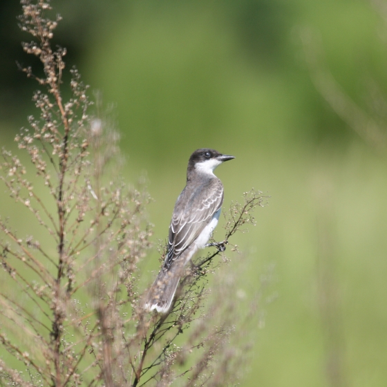 Eastern Kingbird, Simon Gillings