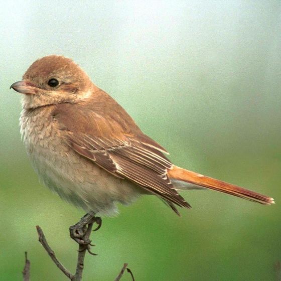 Isabelline Shrike, Neil Calbrade