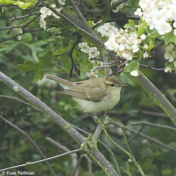 Greenish Warbler, Yoav Perlman