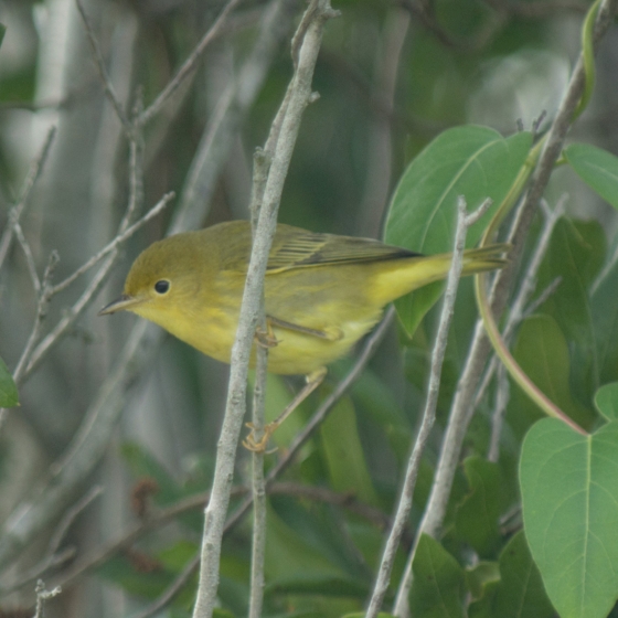 Yellow Warbler, Neil Calbrade