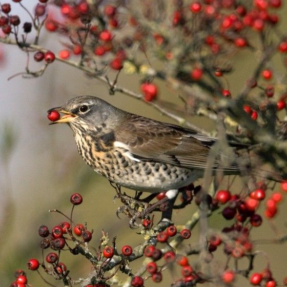 Fieldfare, Liz Cutting