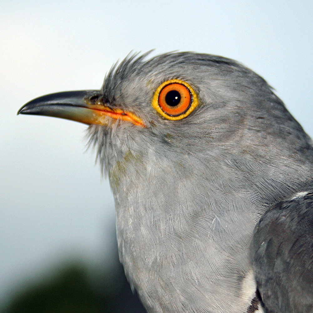 Derek the Cuckoo