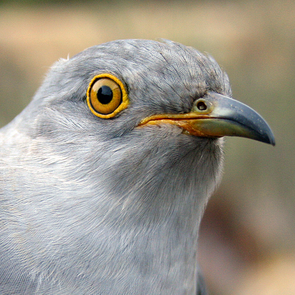 Waller the Cuckoo