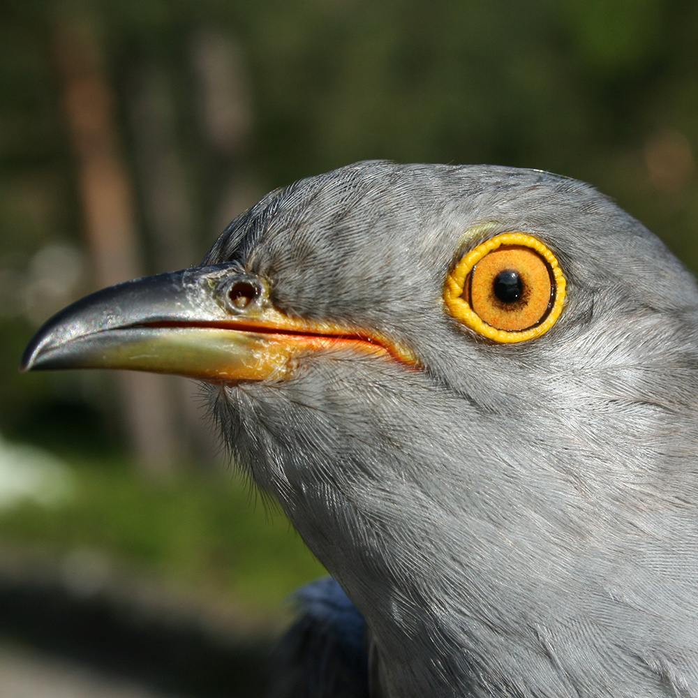 Roy the Cuckoo