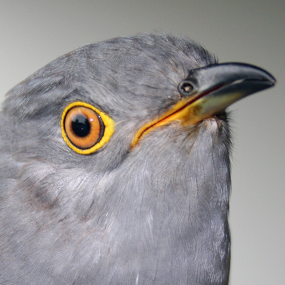 Iolo the Cuckoo