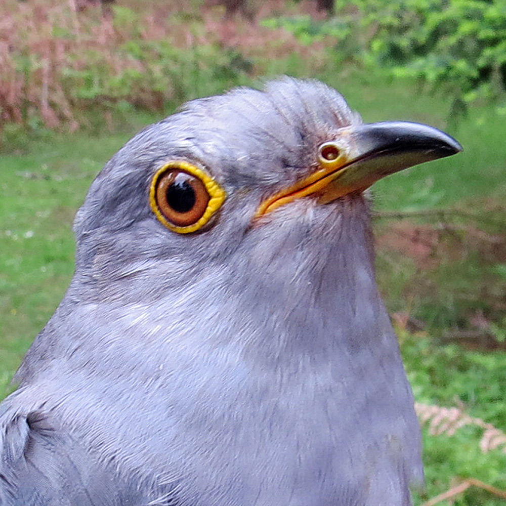 Gilbert the Cuckoo