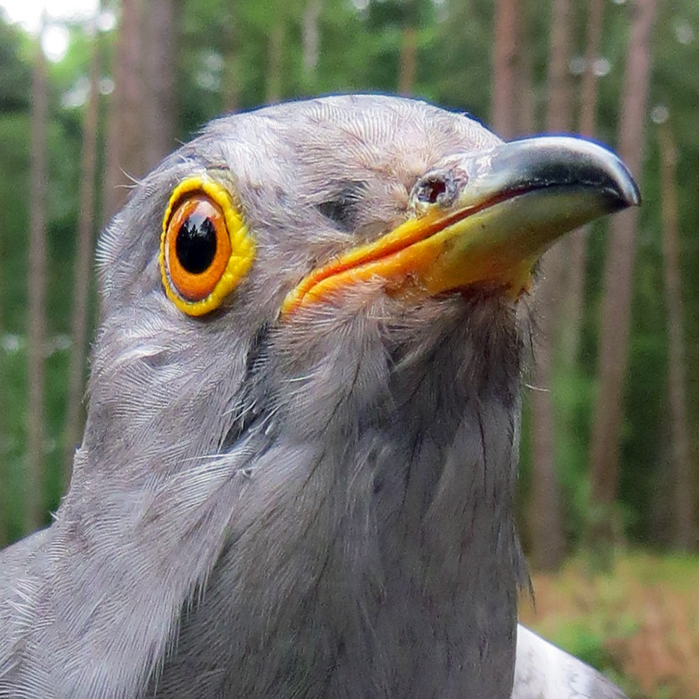 Peter the Cuckoo