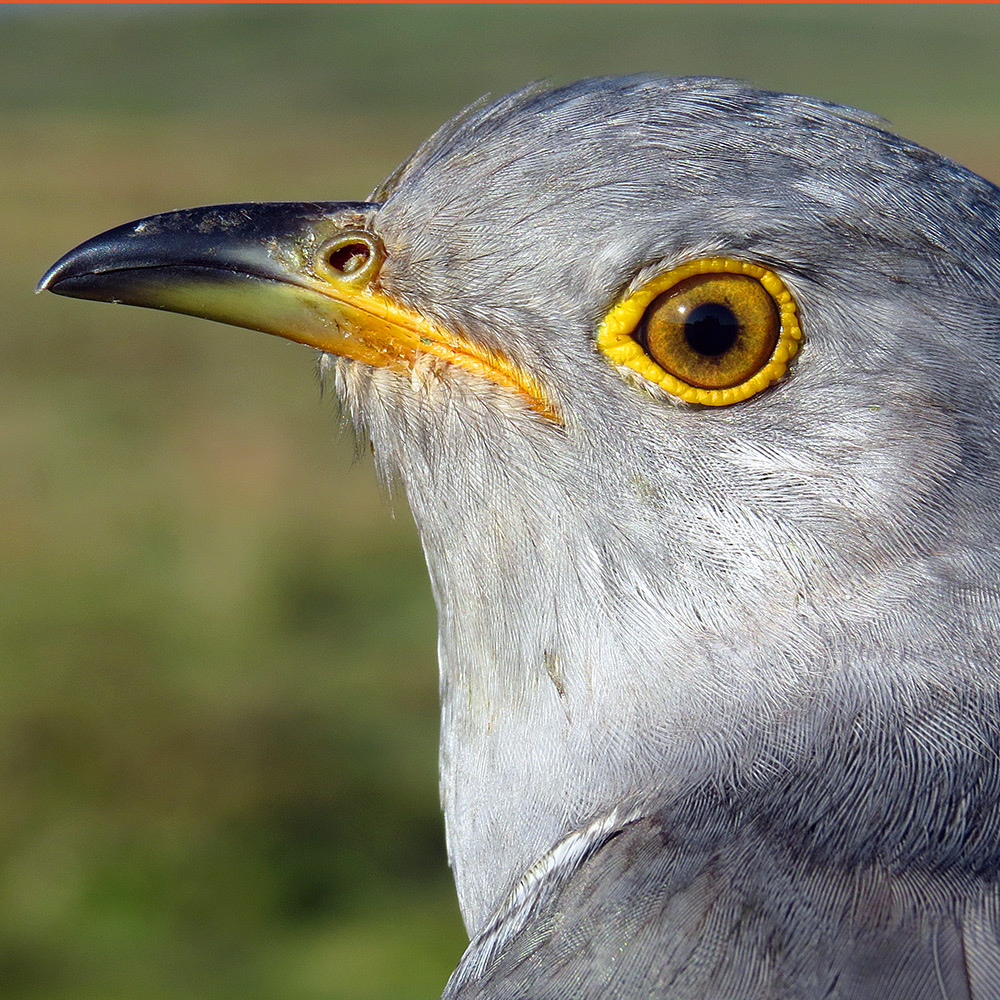 Meavy the Cuckoo