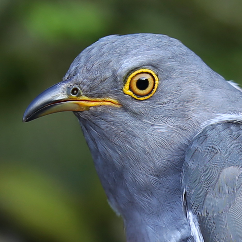 Cookie the Cuckoo