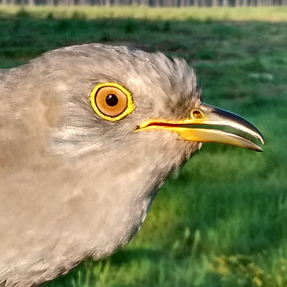 Cuckoo 161318 portrait