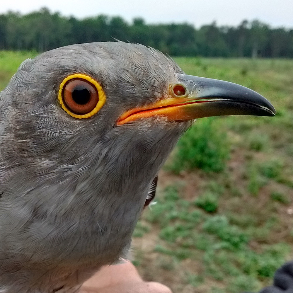 Victor the Cuckoo portrait