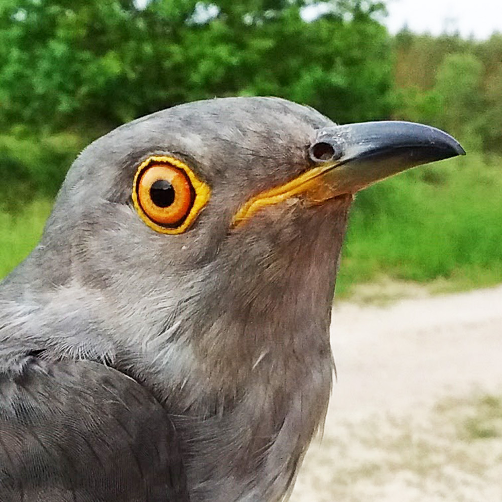 Nicholas the Cuckoo