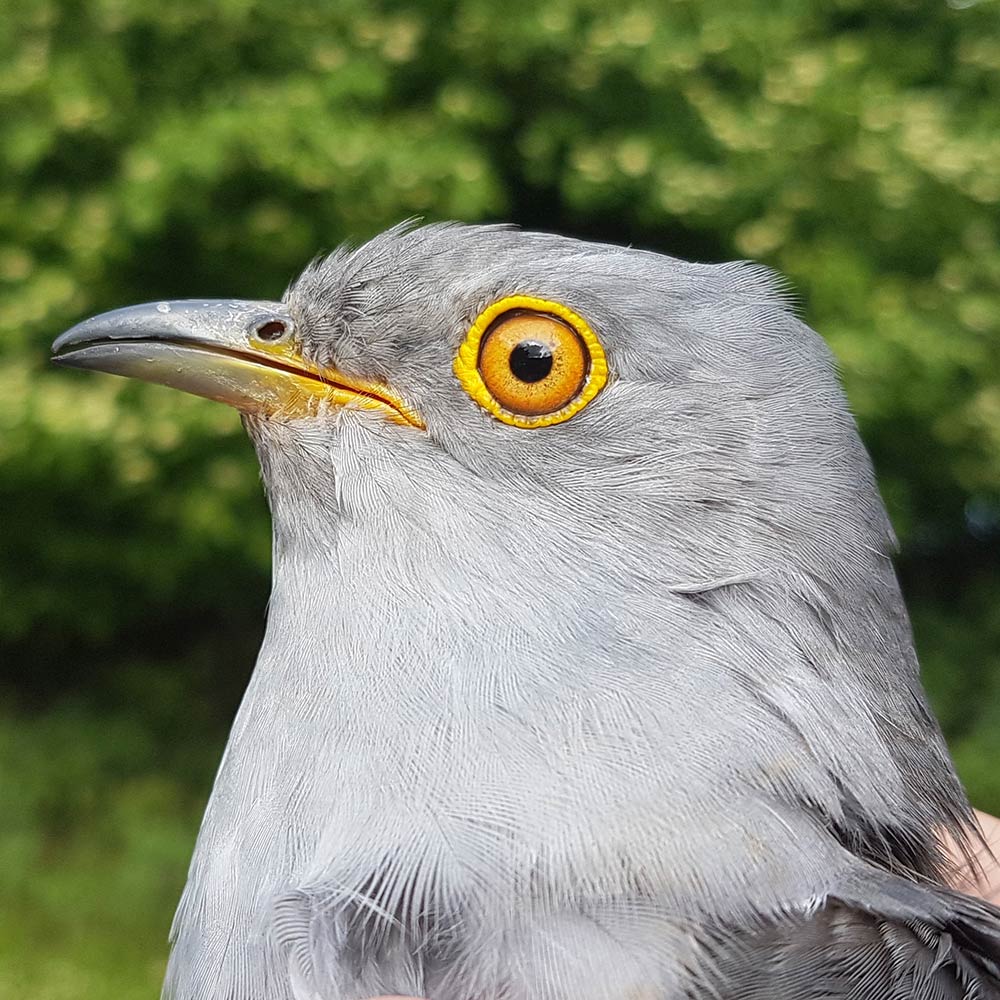 Senan the Cuckoo