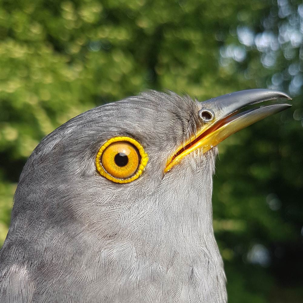 Valentine the Cuckoo