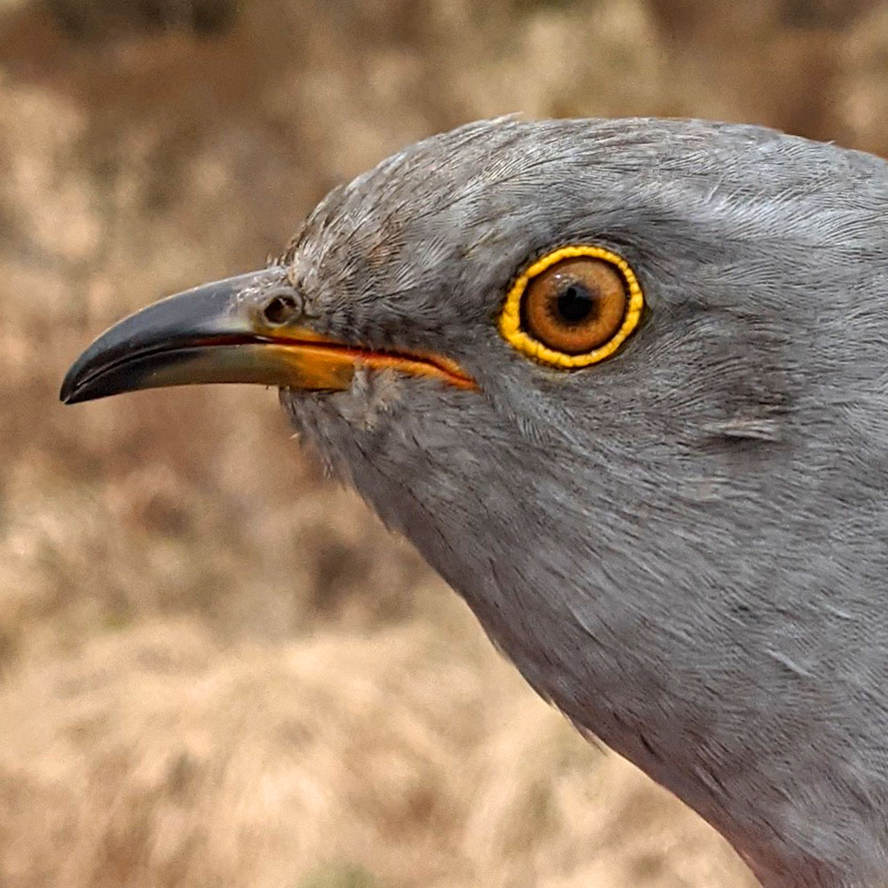 Columbus the Cuckoo