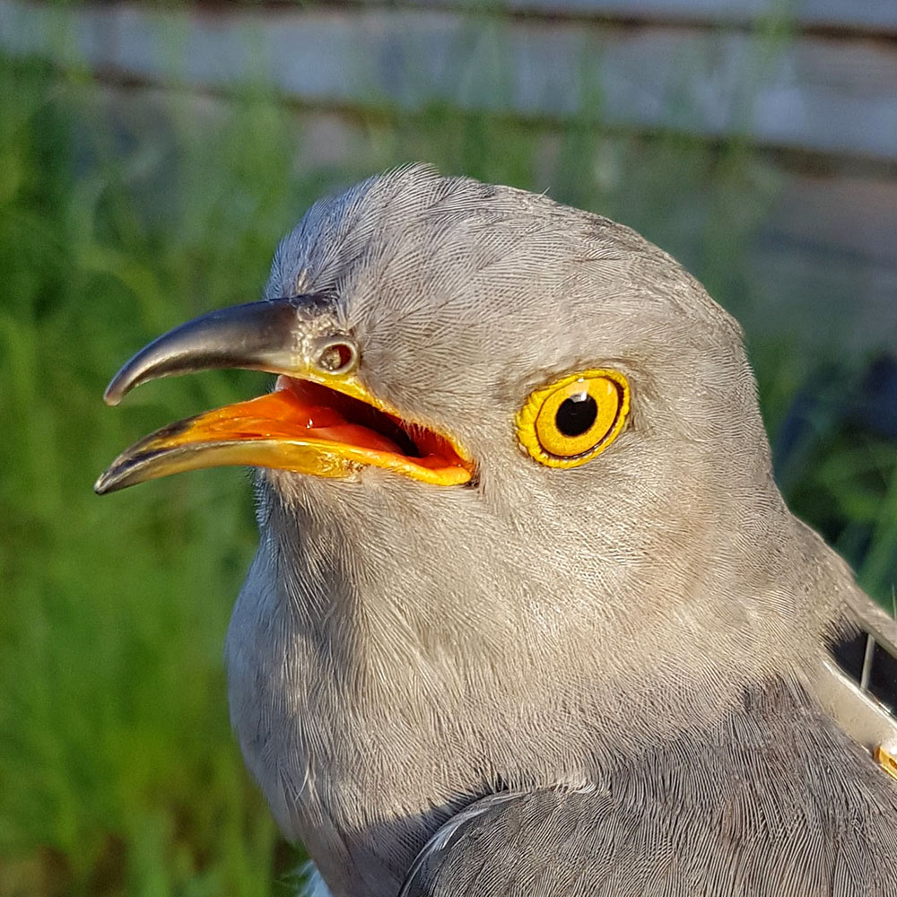 Calypso the Cuckoo