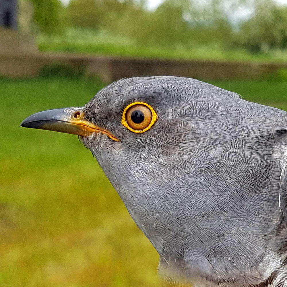 Clive the Cuckoo