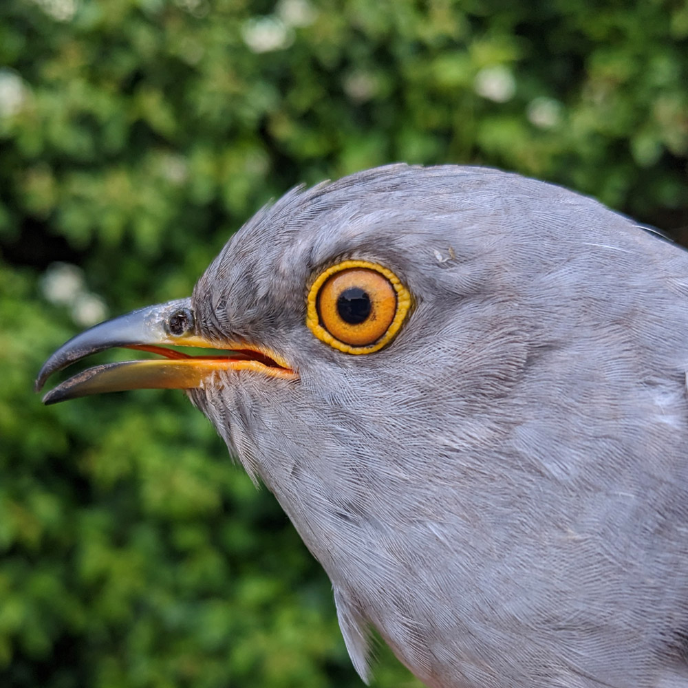 Cleeve (2023 tagged Cuckoo)