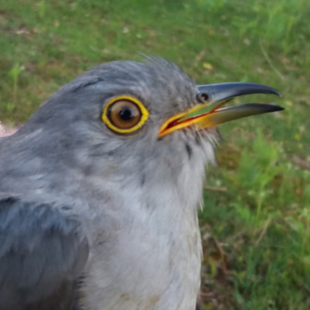 Bowie the Cuckoo