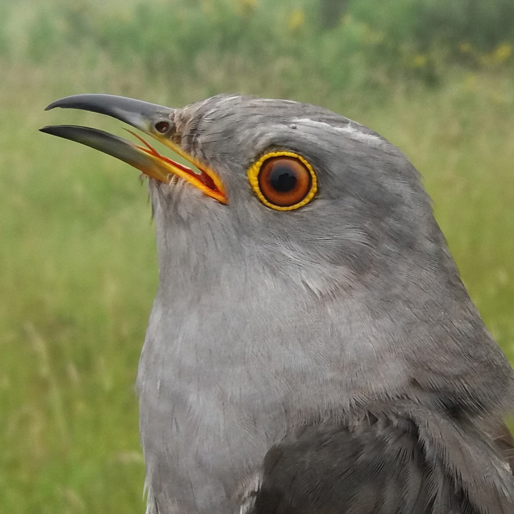 Sylvester the Cuckoo