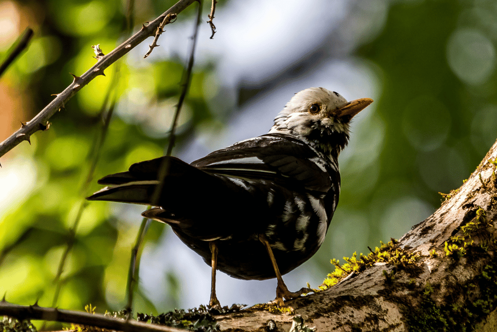 Why do some Blackbirds have white feathers? BTO British Trust for