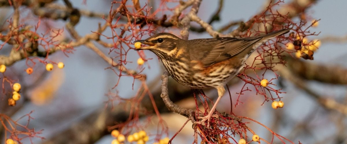 Redwing, Edmund Fellowes