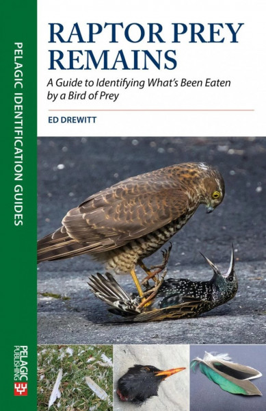 A guide to British birds of prey