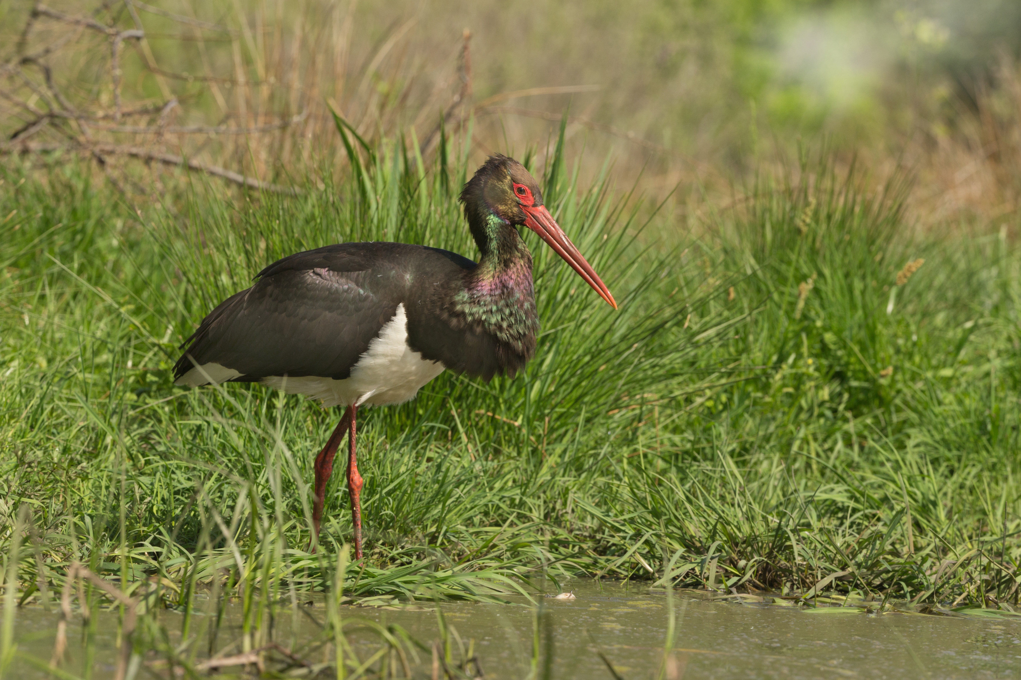 Black Stork, by Edmund Fellowes / BTO