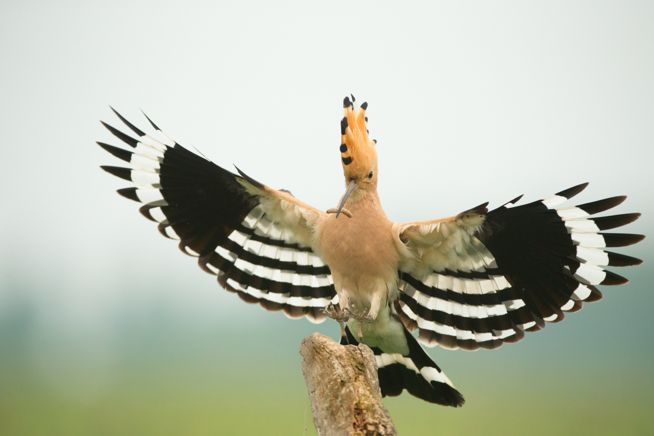 Hoopoe, by Edmund Fellowes / BTO