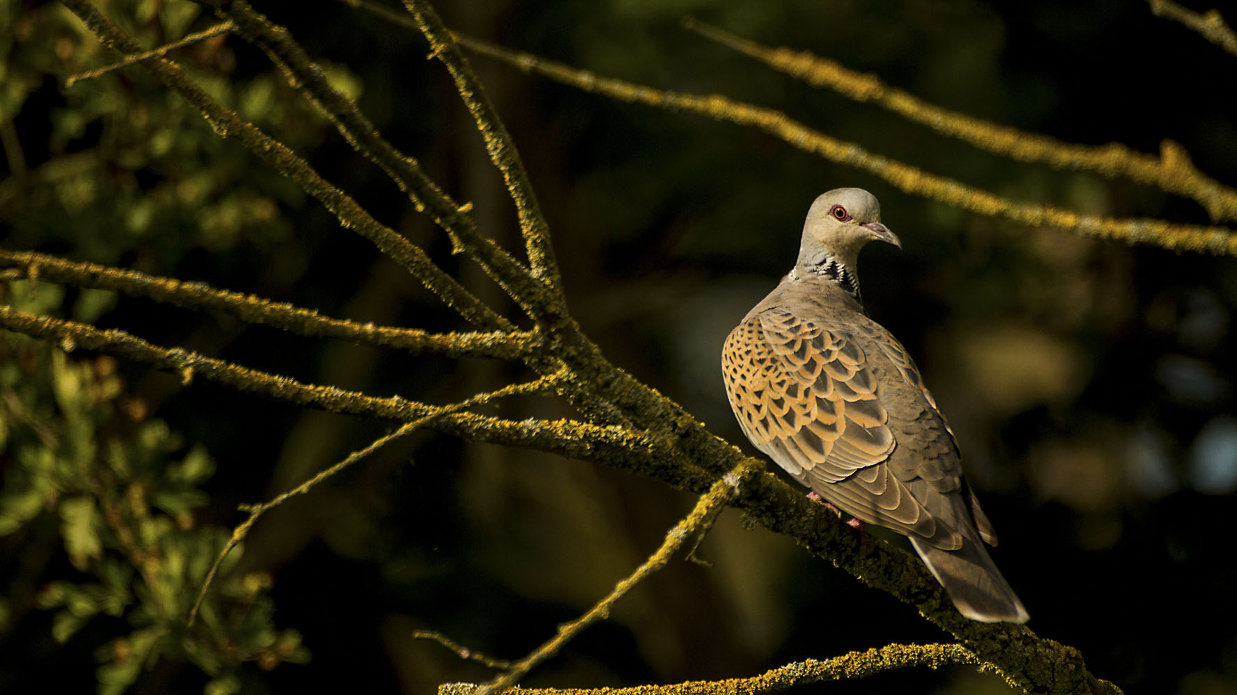 bto-2019-b03-tom_streeter-156_2_web.jpg