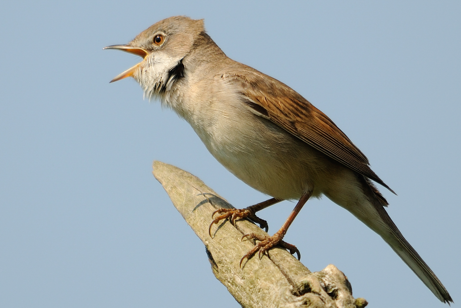 Whitethroat, by Amy Lewis / BTO
