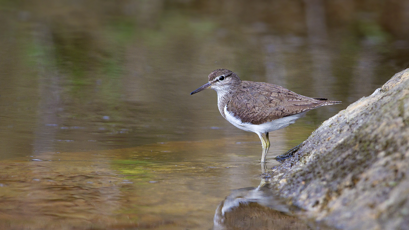 bto-2019-b11-edmund-fellowes-1823_2_web.jpg