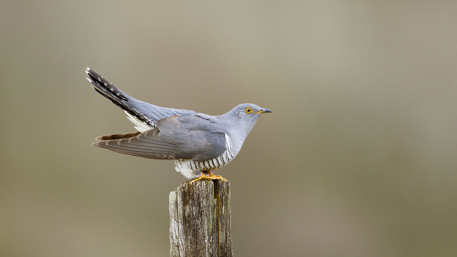 bto-2019-b11-edmund-fellowes-1908_2_web.jpg