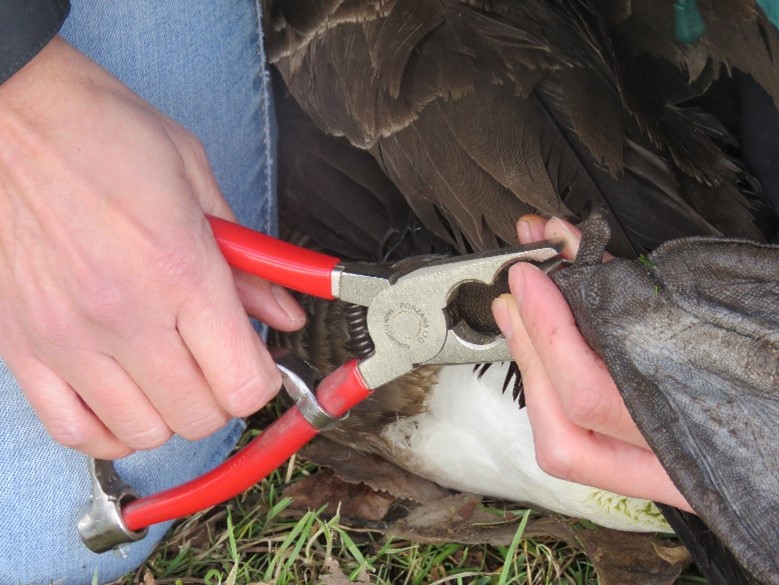 BTO’s ringing pliers, modified to be easier to use for smaller hands.