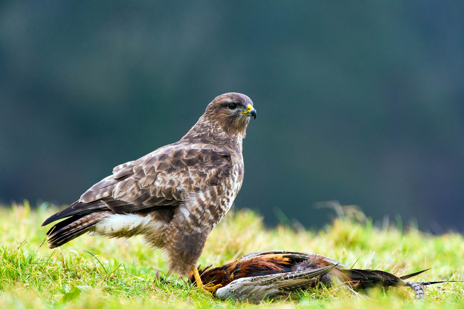 Buzzard. Dave M Hunt (adobe stock)