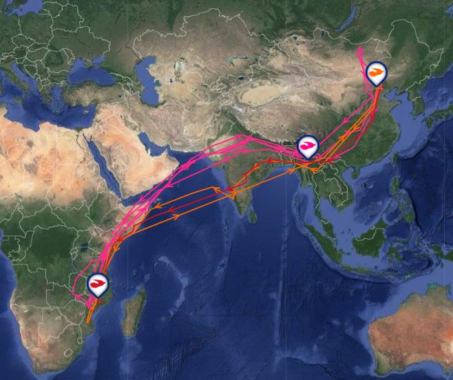 Chinese Cuckoo routes