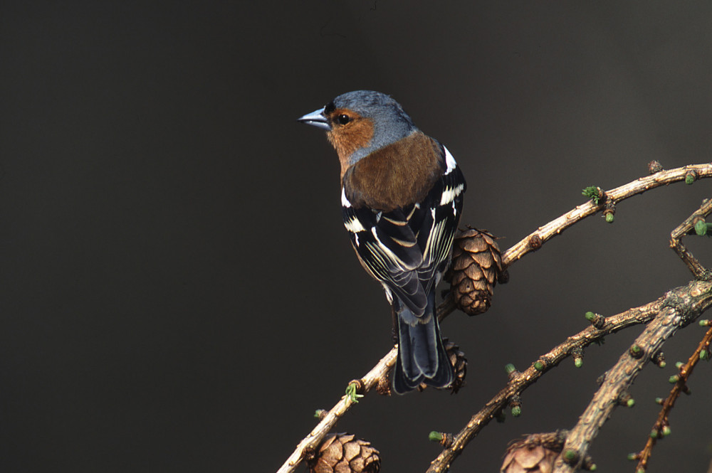 Chaffinch by Tommy Holden