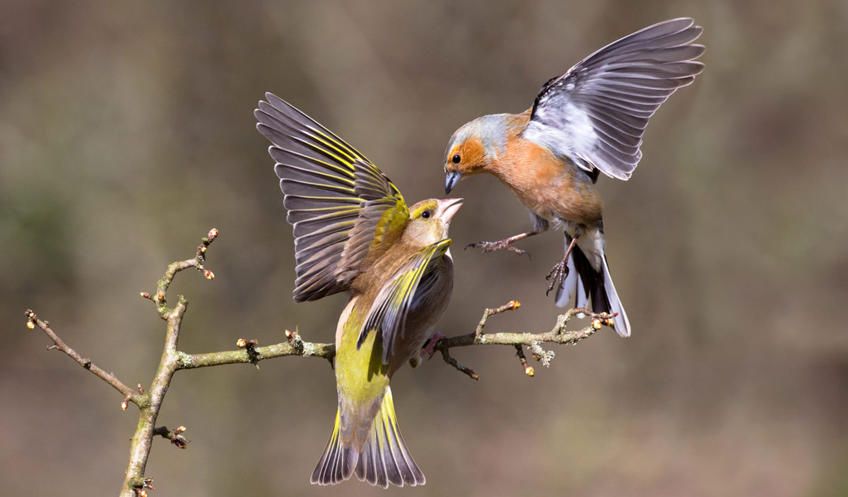 Chaffinch and Greenfinch. Edmund Fellowes